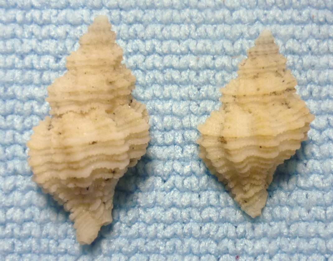 Coralliophila sofiae o squamosa?